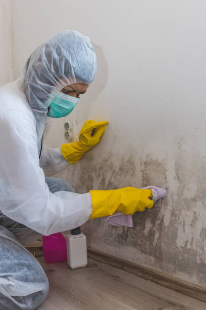 Best Water Damage & Mold Remediation  in Shell Lake, WI